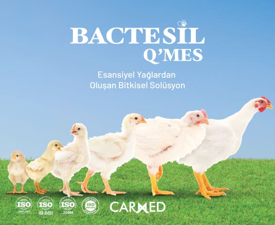 Bactesil Q'mes promotional image: the heading "A plant-based solution of essential oils" and the growth sequence from chick to adult hen